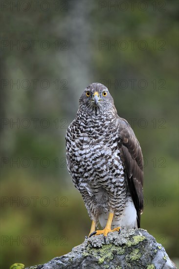 Northern goshawk (Accipiter gentilis)