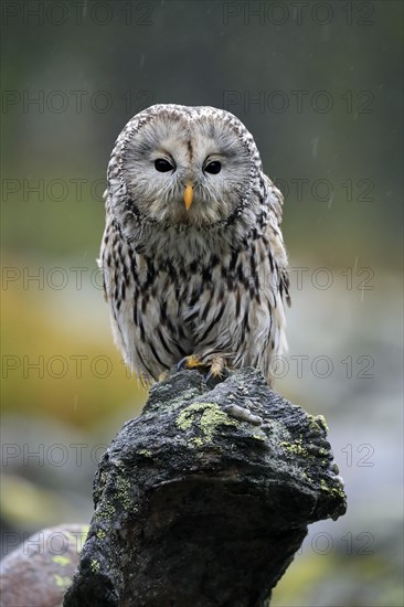 Ural owl (Strix uralensis)