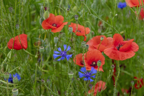 Poppy flowers (Papaver rhoeas) and blue Cornflowers (Centaurea cyanus)