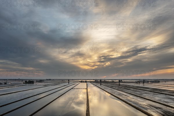 Flooded rice fields in May at daybreak