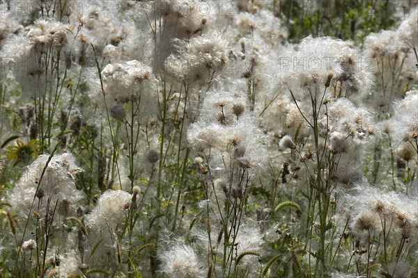 Flowering thistle (Cirsium arvense) Bavaria