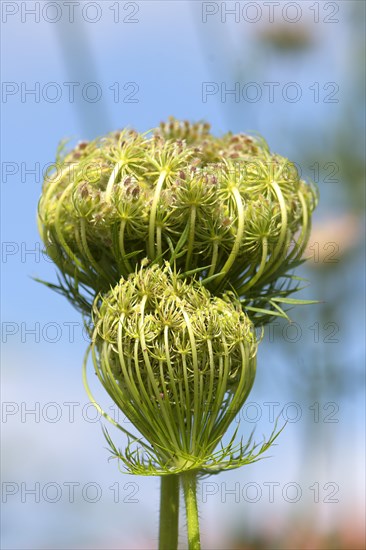 Seed stand of the wild Wild carrot (Daucus carota subsp. carota)