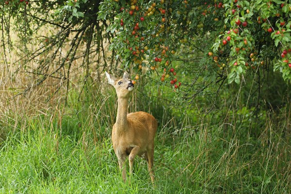 European roe deer (Capreolus capreolus) eating ripe fruits of Myrobolane (Prunus cerasifera) in a meadow orchard