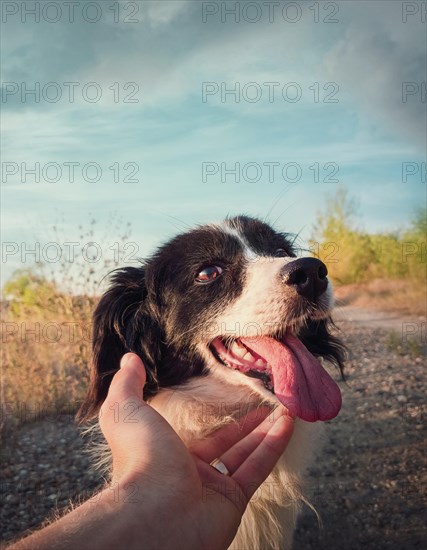 Dog and man friendship concept. Master hand petting his dog friend. Funny playful puppy