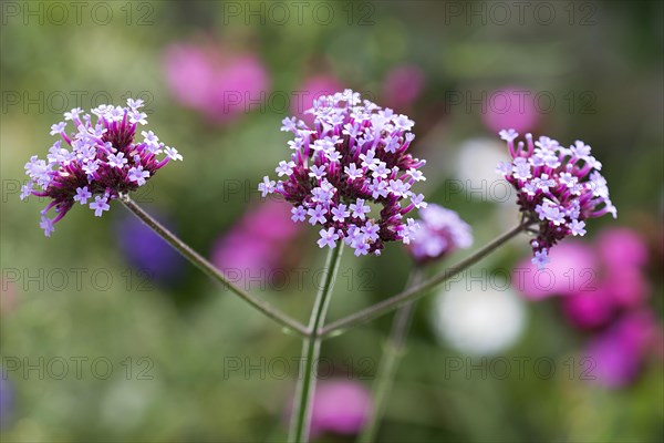 Purpletop vervain (Verbena bonariensis)