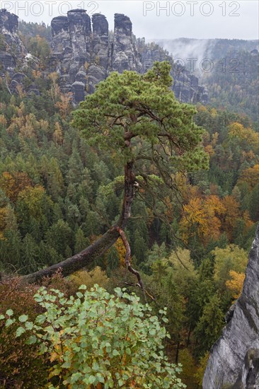 Reef pine in the Bastei area