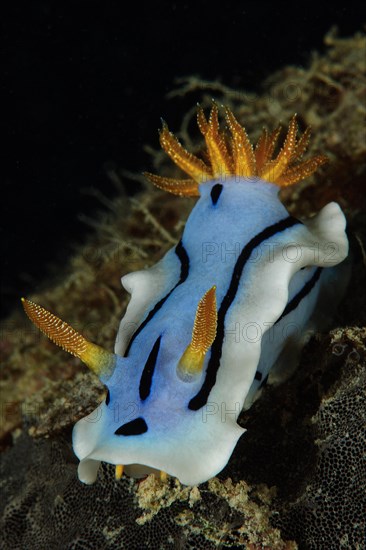 Diana's Chromodoris (Chromodoris dianae)