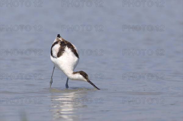 Black capped avocet (Recurvirostra avosetta)