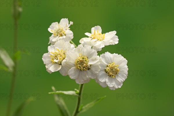 Fine leaved water dropwort (Oenanthe aquatica)