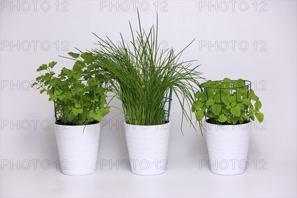 Herbs in pots
