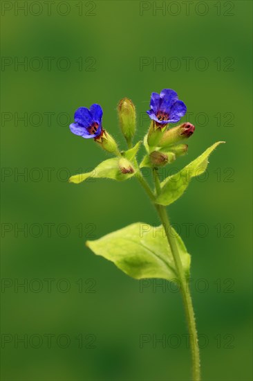 Common lungwort (Pulmonaria officinalis)