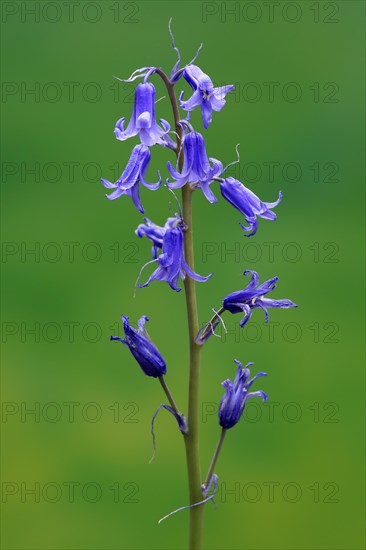 Spanish bluebell (Hyacinthoides hispanica)