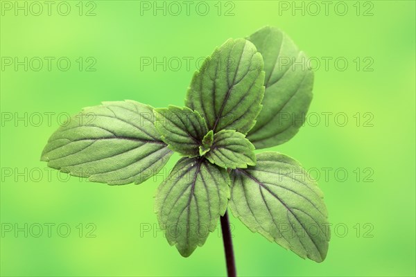 Shrub Basil (Ocimum basilicum) Magic Blue (Magic Blue)