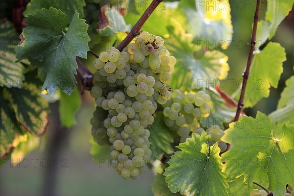 Grape vine (Vitis vinifera)