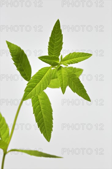 Lemon verbena (Aloysia triphylla)