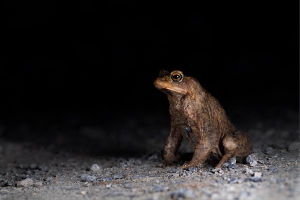 Common toad (Bufo bufo)