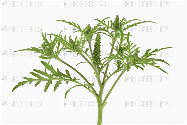 Common Ragweed (Common Ragweed)