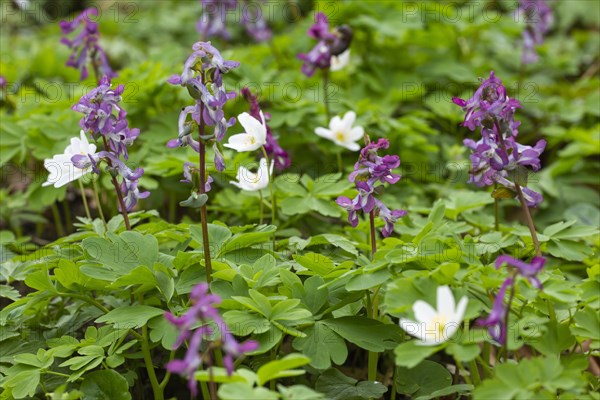 Hollow larkspur (Corydalis cava)