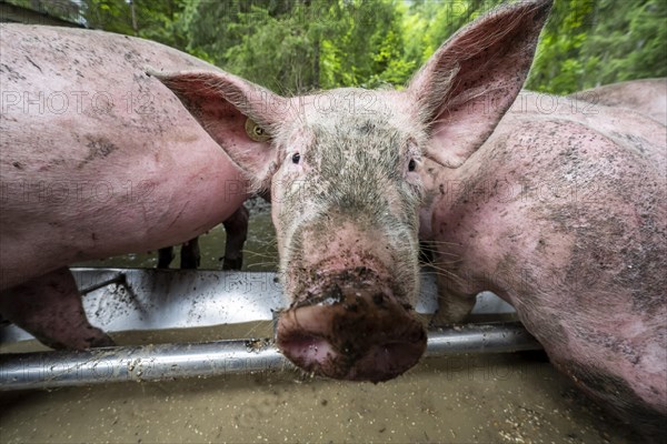 Domestic Pigs (Sus scrofa domesticus) at a trough in an outdoor enclosure