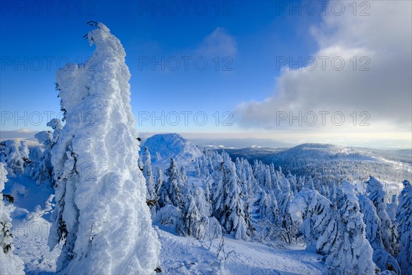 Snow-covered spruces