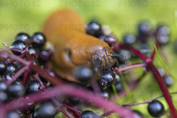Red slug (Arion rufus) feeding on elderberries