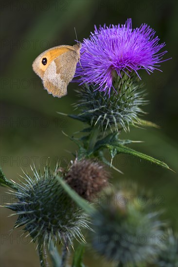 Thistle flower with butterfly