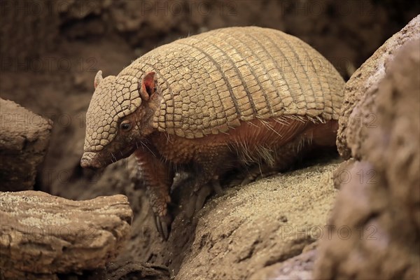 Big hairy armadillo (Chaetophractus villosus)