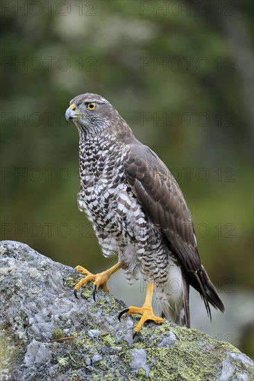 Northern goshawk (Accipiter gentilis)