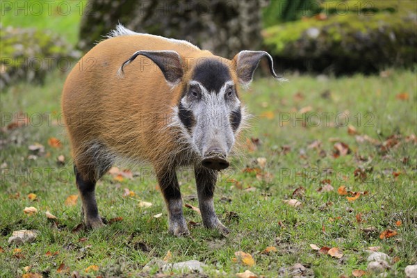 Brush-eared pig (Potamochoerus porcus pictu)