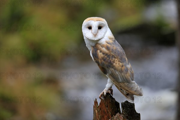 Common barn owl (Tyto alba)