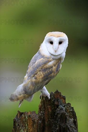 Common barn owl (Tyto alba)