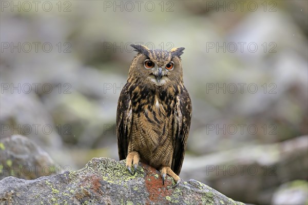 Eurasian eagle owl (Bubo bubo)