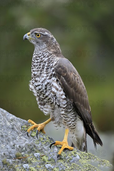 Northern goshawk (Accipiter gentilis)