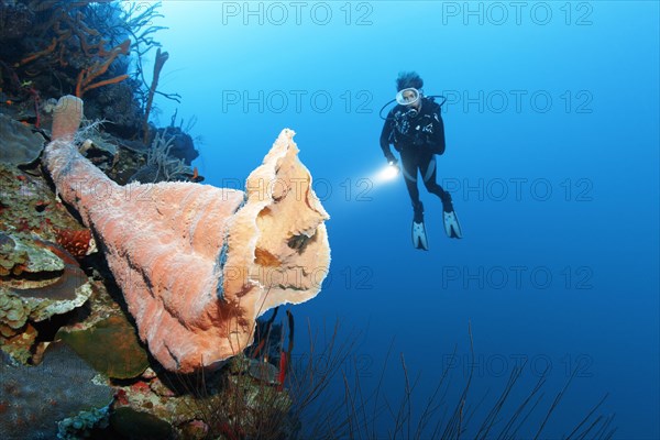 Diver looking at large pink vase sponge (Niphates digitalis)