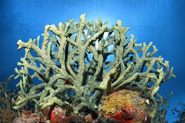 Green finger sponge (Iotrochota birotulata)