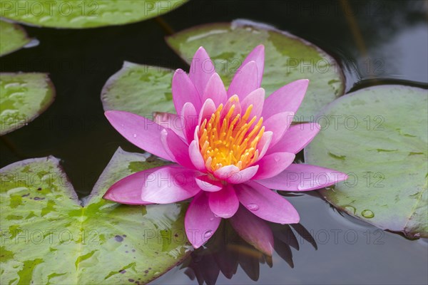 Pink water lily (Nymphaea Pink)