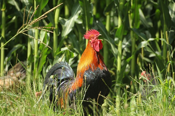 Domestic Chicken (Gallus gallus domesticus) organic