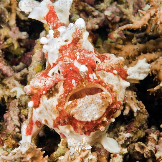 Warty frogfish (Antennarius maculatus)