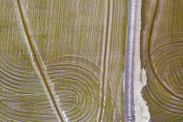 Detail of a flooded rice field in May
