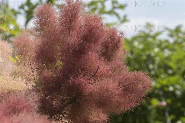 Flowering wig shrub (Cotinus coggygria)