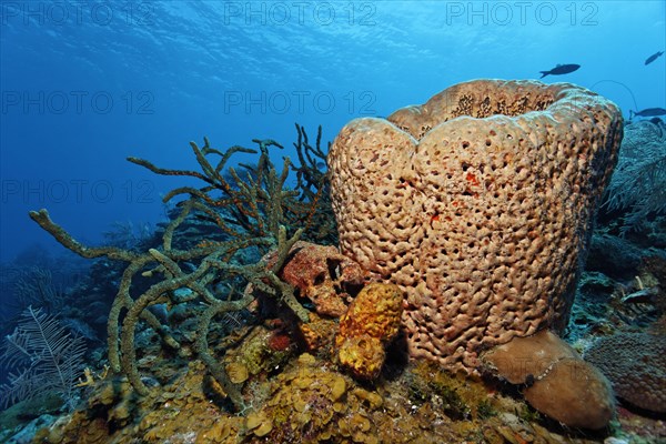 Left Green finger sponge (Lotrochota birotulata)