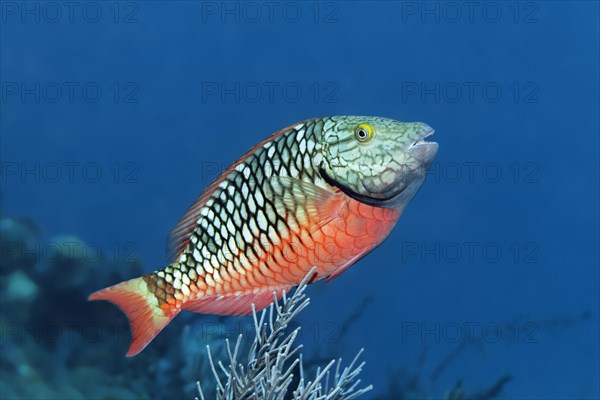 Stoplight parrotfish (Sparisoma viride)