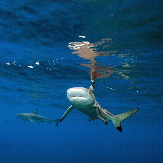 Blacktip reef shark (Carcharhinus melanopterus) reflected under water surface and threatening with lowered fins
