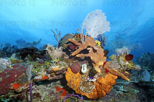 Typical Caribbean coral reef with various sponges and corals