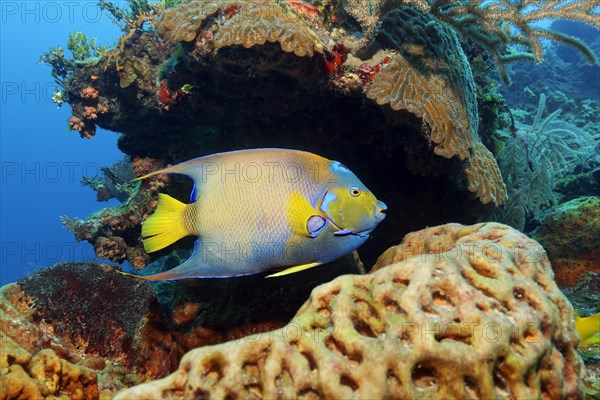 Queen angelfish (Holacanthus ciliaris)