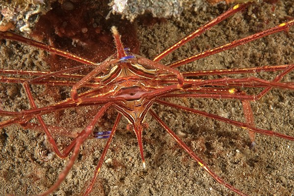 Mating Arrow Crab (Stenorhynchus lanceolatus)