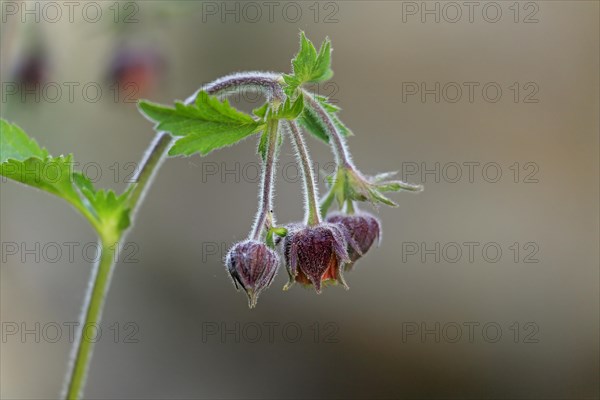 Bach clovewort (Geum rivale)