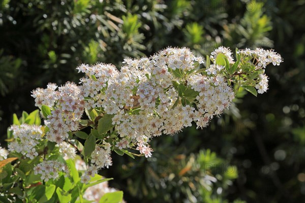 Scarlet firethorn (Pyracantha coccinea)