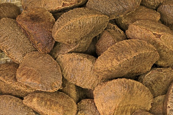 Brazil nut (Bertholletia excelsa)