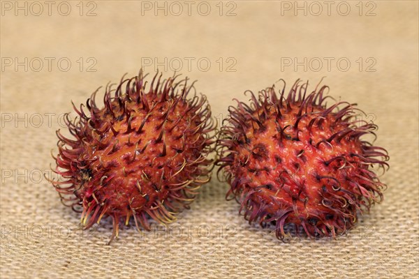 Rambutan (Nephelium lappaceum)